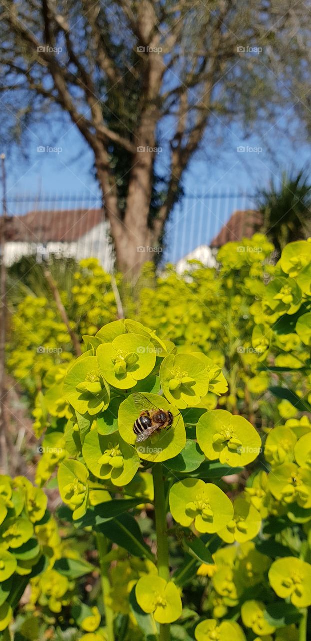 Beautiful flowers and bee