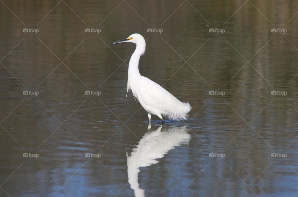 Snowy Egret in the Water