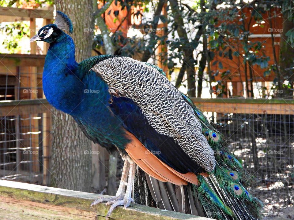 Unusual sus-pets! Peacock on the fence. Apeacock is a shiny blue bird who fans out his large colorful iridescent tail feathers, especially when he’s flirting with the peahens