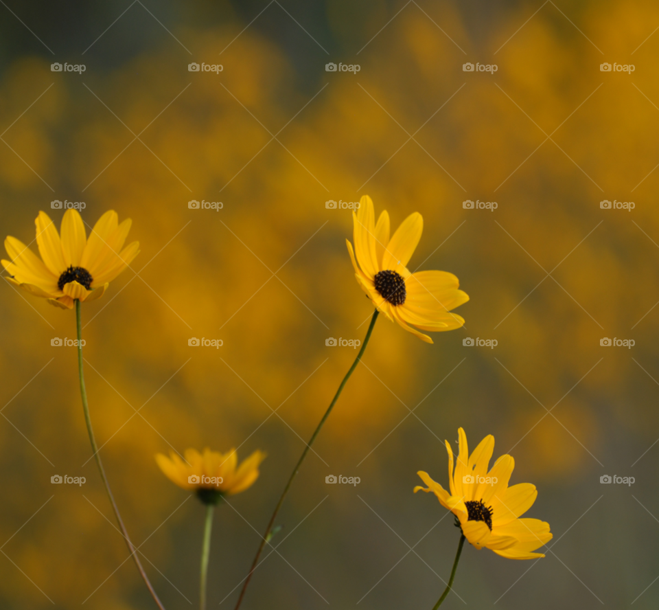 flowers yellow wild by lightanddrawing