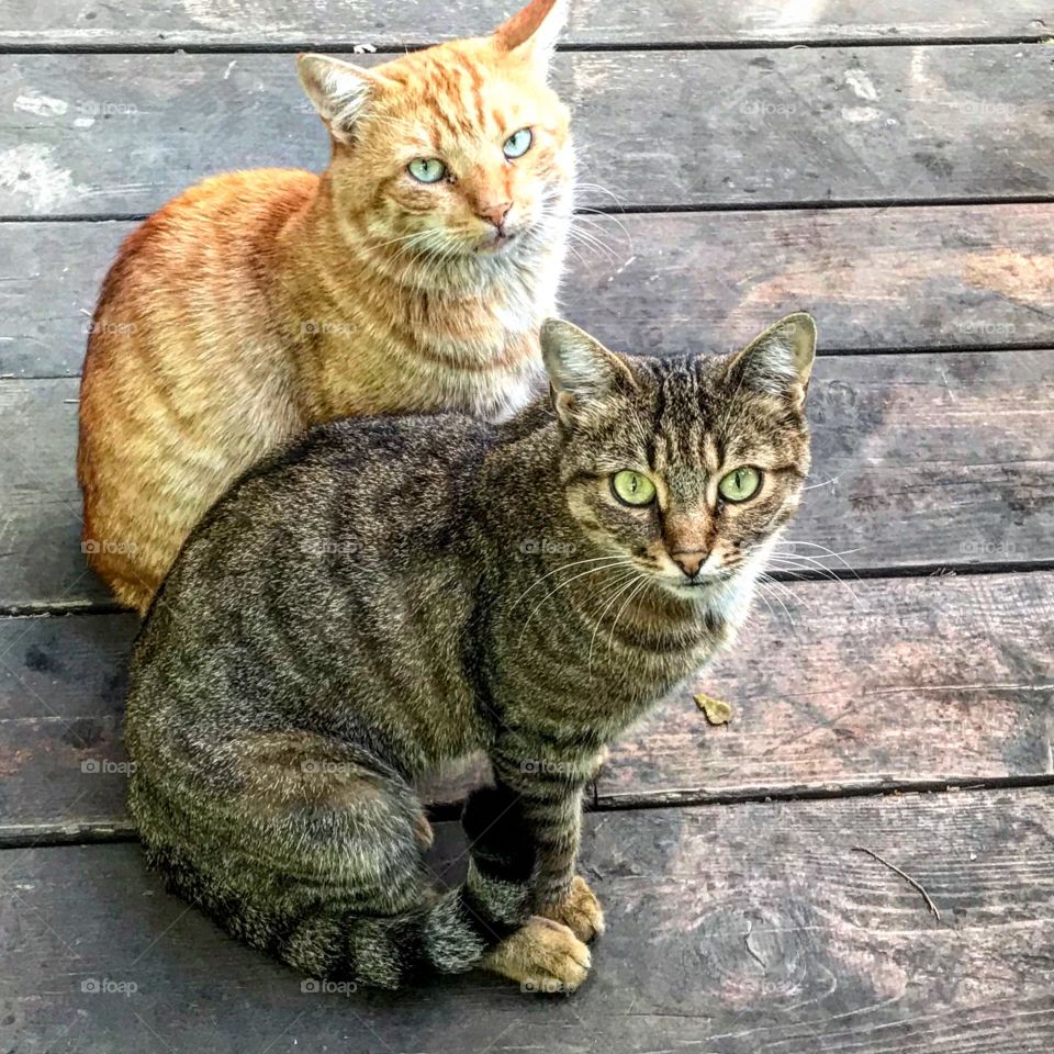 Two cats friends from my town
