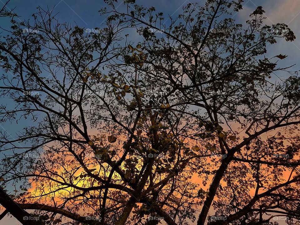 Colorful sunset behind tree