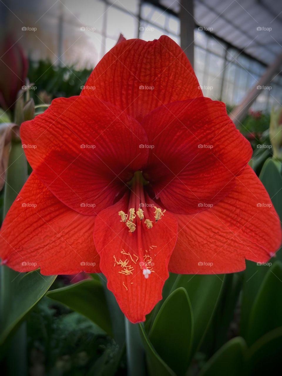 Amaryllis