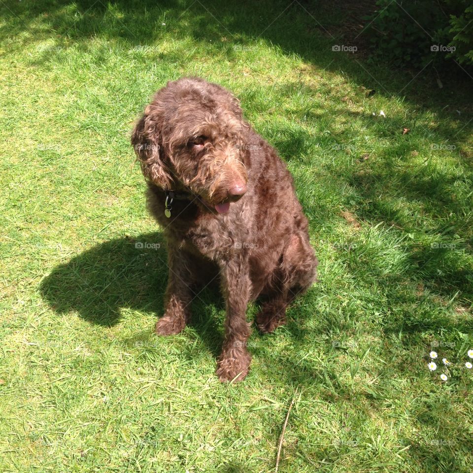 Mammal, Animal, Grass, Dog, Cute