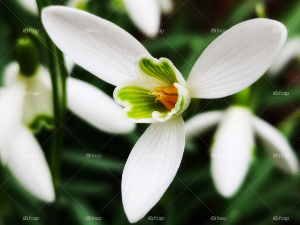 The Power of Three. Beautiful Spring flowers