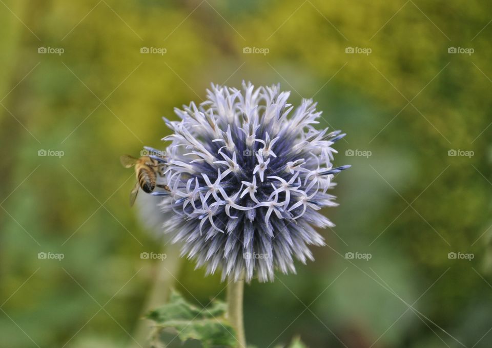 bee on the flower