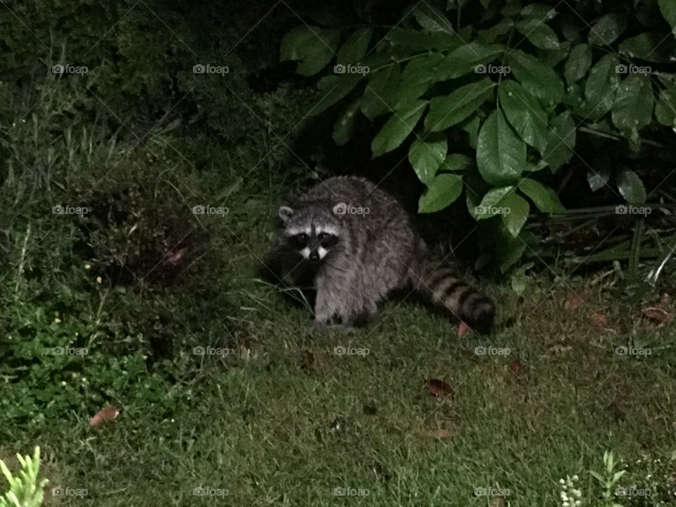 Raccoon on the grassy land