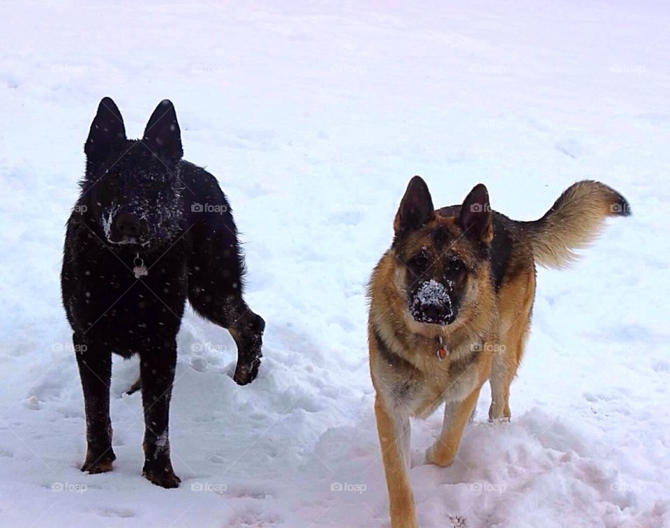 Shepherd Brothers