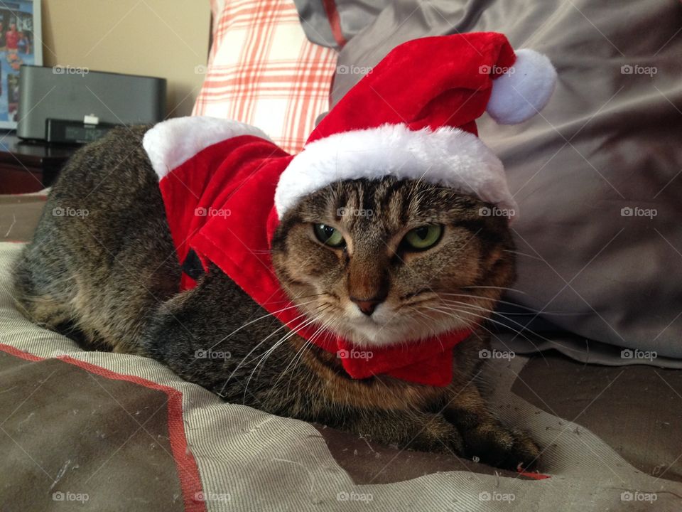 Bah Humbug!. Grumpy Christmas Cat