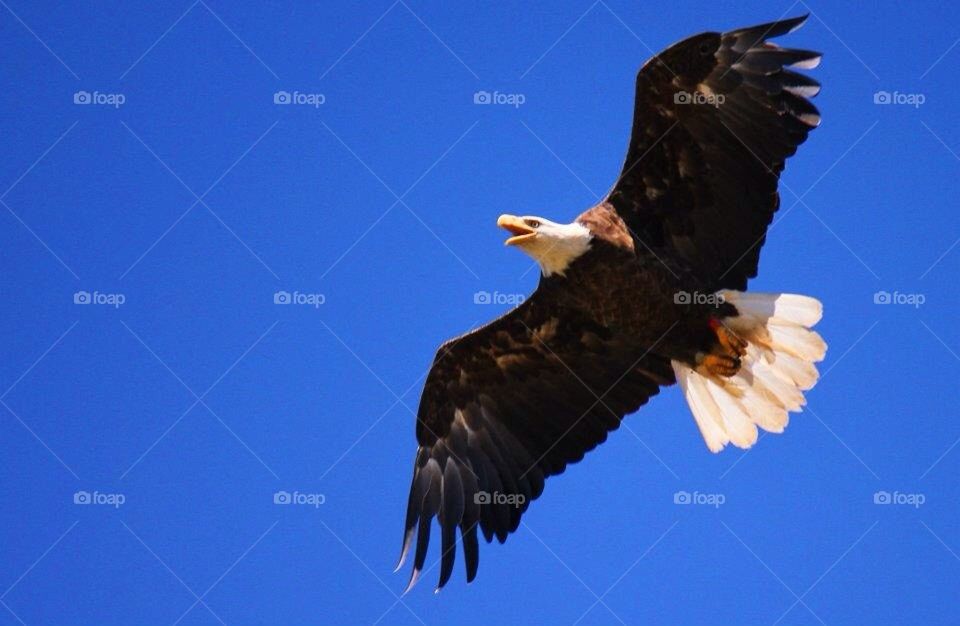 Bald Eagle