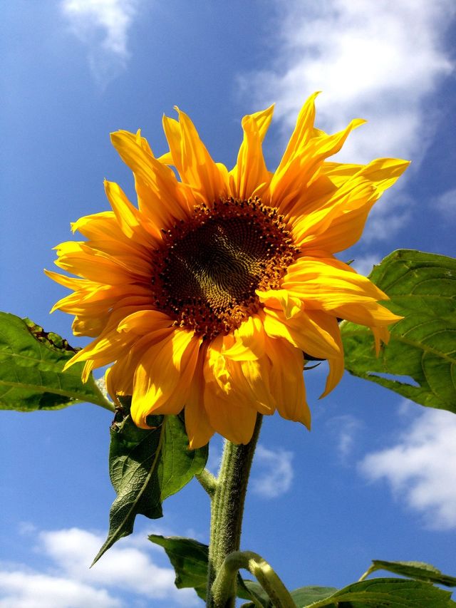 Flower3