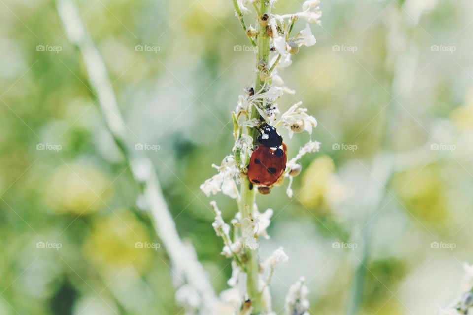 Ladybird on twig