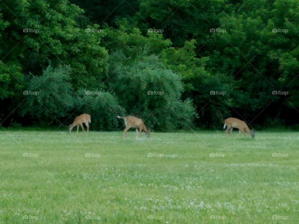 Group of deer have a meal in Donaldson park in New Brunswick, nj