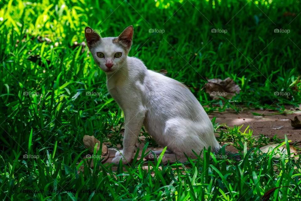 Indian pet cat in the garden