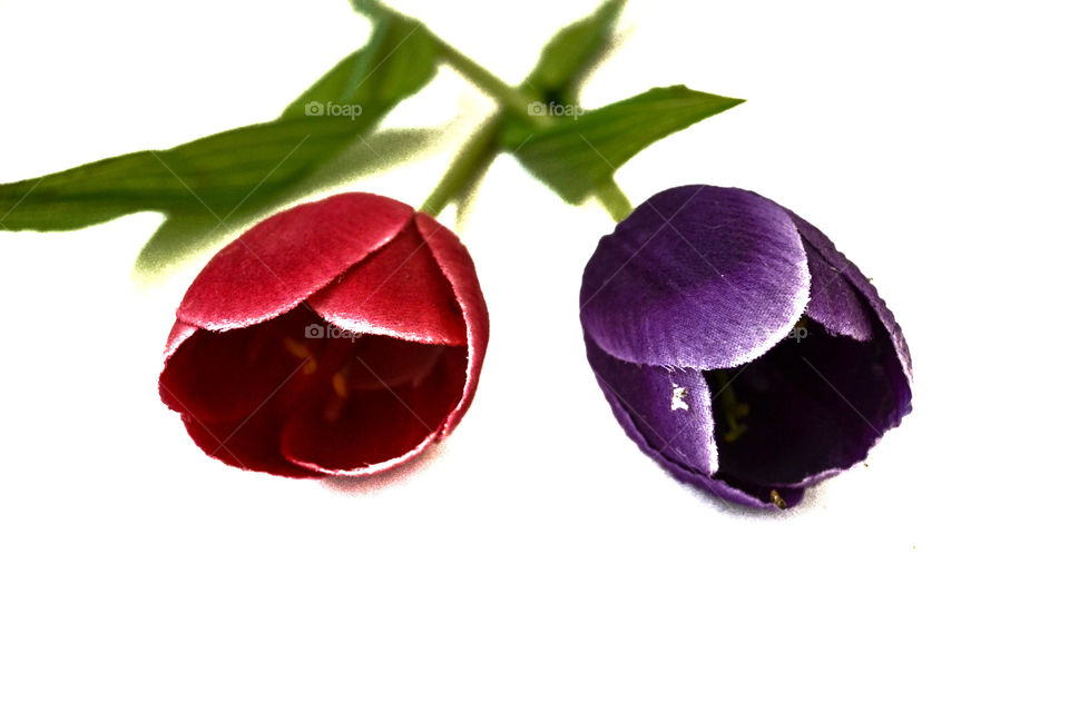 red and violet tulips on white background