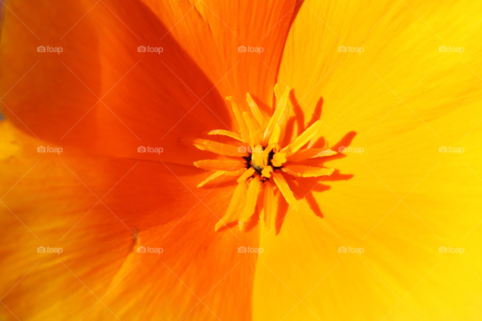 closeup of bright orange poppy