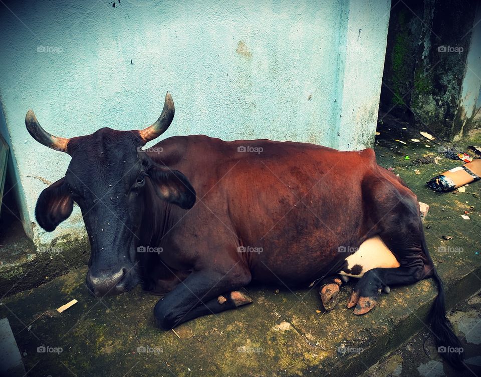 📷
Indian Cow🐂
Red and Black colour
Sitting 
Fauna of World