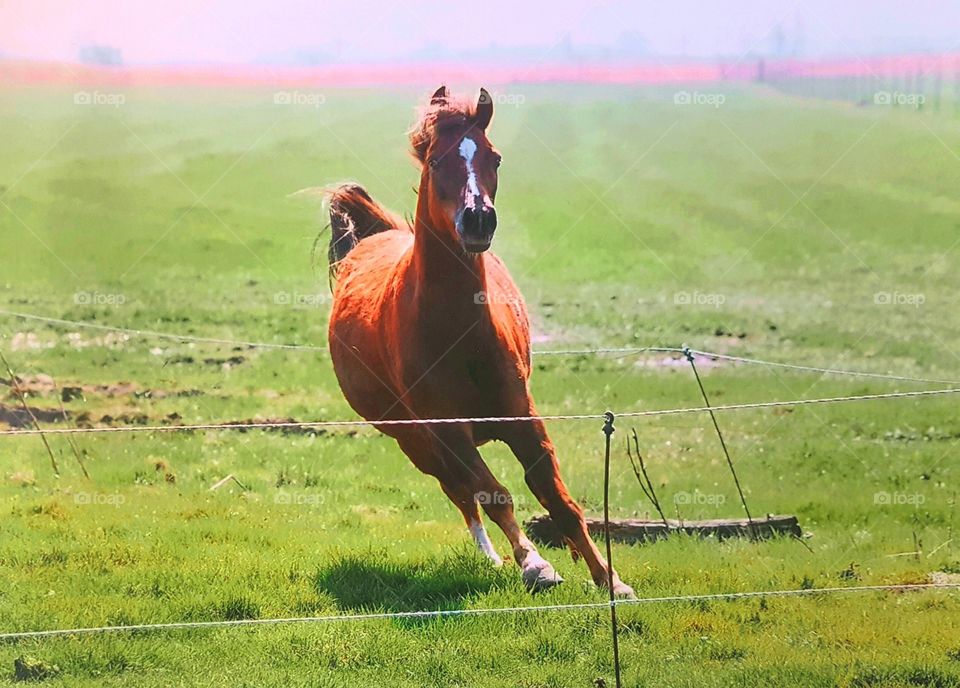 a young beautiful horse having fun galloping on a green pasture.