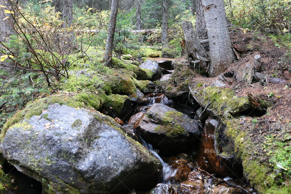Mossy rocks in a coastal forest in Canada