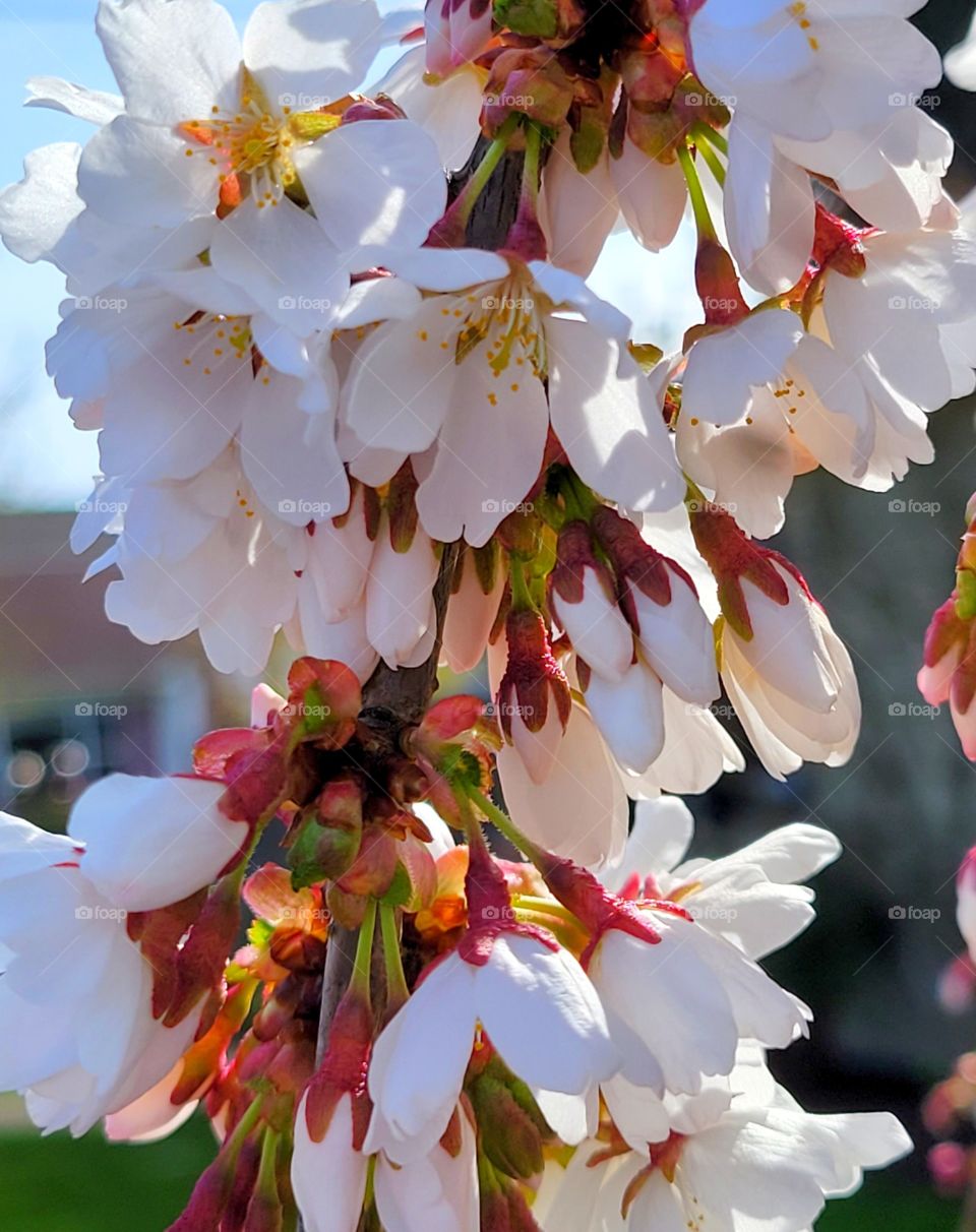 Spring Brings pink and white cherry blossoms