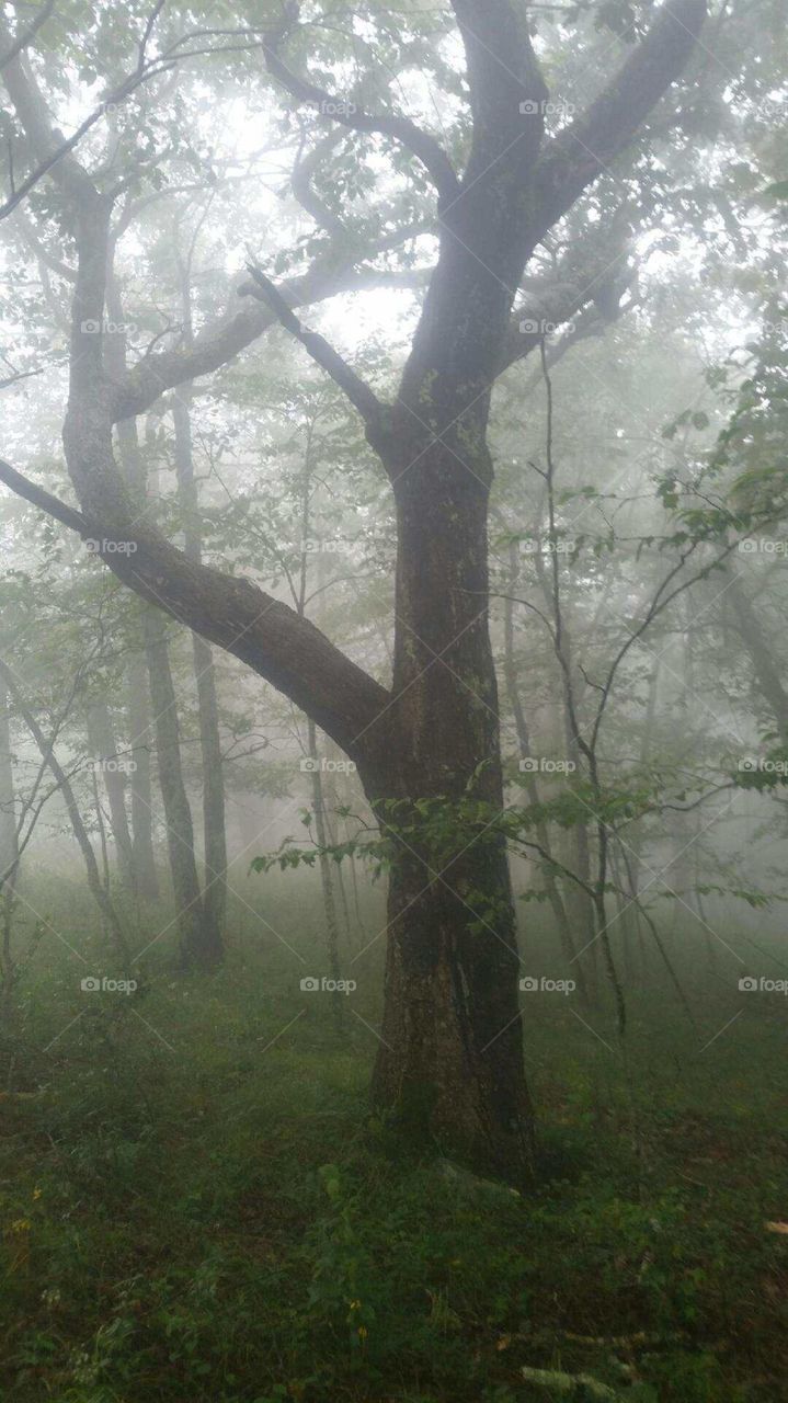 foggy mountain old tree