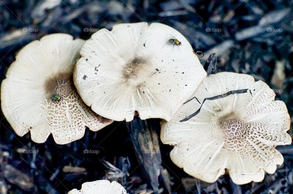 Two flies on what is obviously Termitomyces fungi 😉