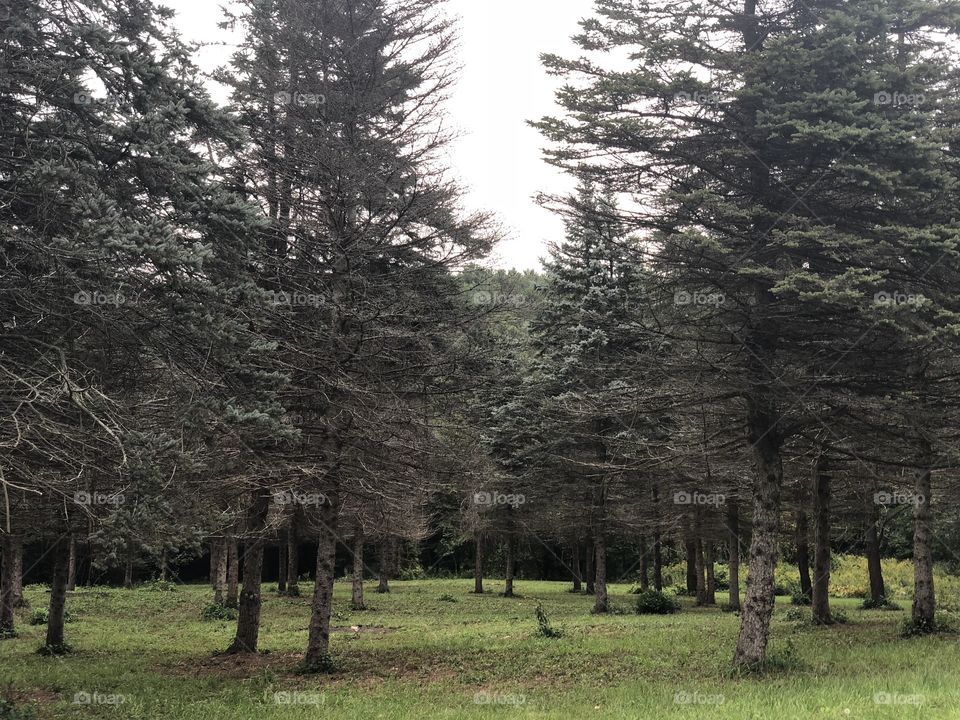 Dead trees 