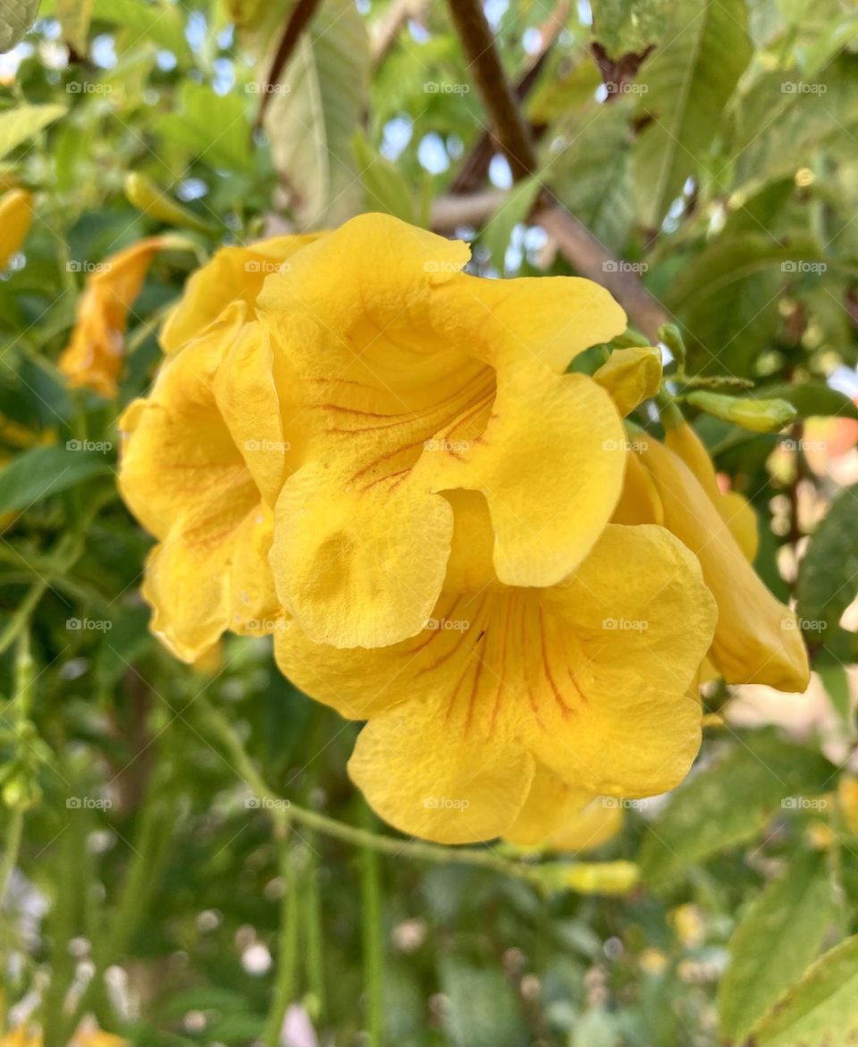 🌹 🇺🇸 Very beautiful flowers to brighten our day.  Live nature and its beauty. Did you like the delicate petals? / 🇧🇷 Flores muito bonitas para alegrar nosso dia. Viva a natureza e sua beleza. Gostaram das pétalas delicadas? 