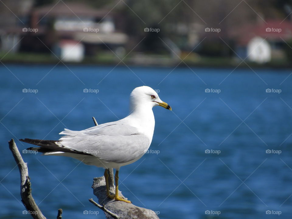 Seagull perched 
