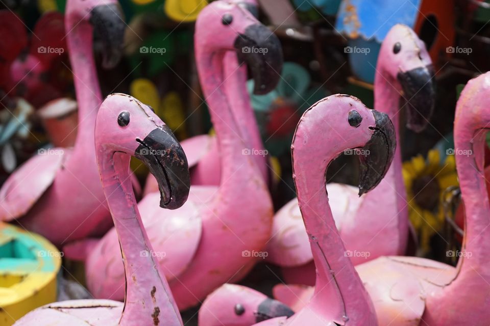 Flamingo Fame
