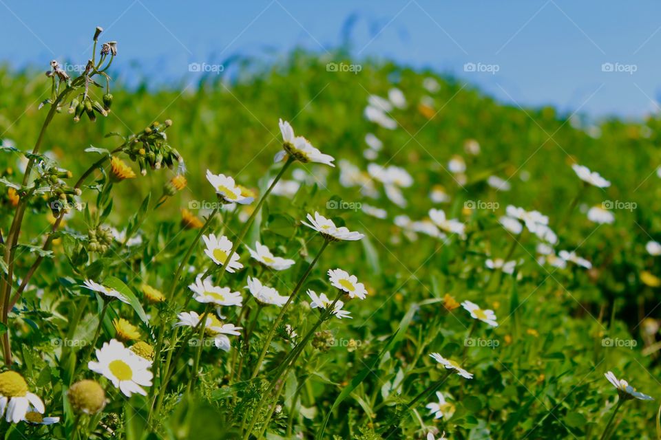 The Daisies