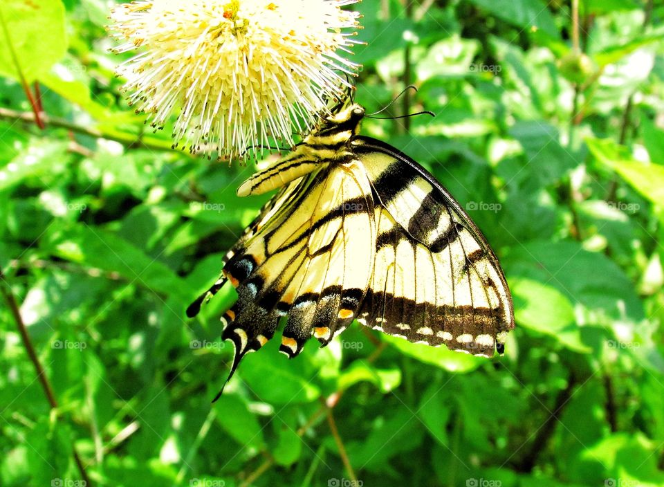 yellow swallowtail butterfly on wildflower