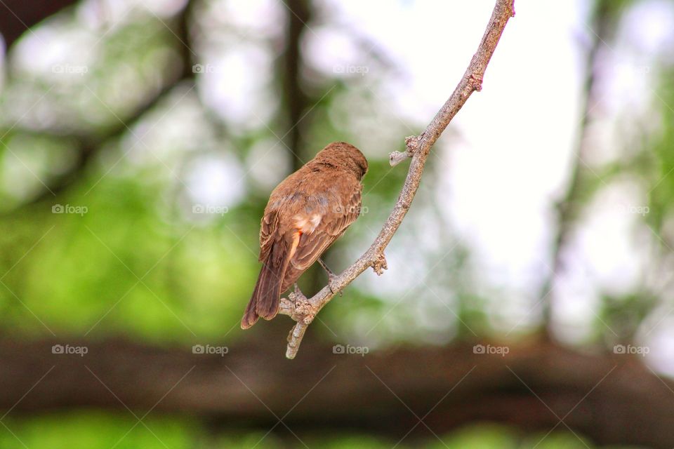 one lonely bird on a twig