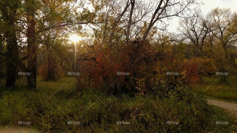 Sunlight Through the Trees
