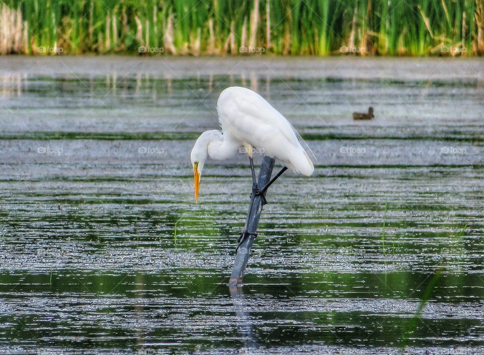 Egret the hunt 