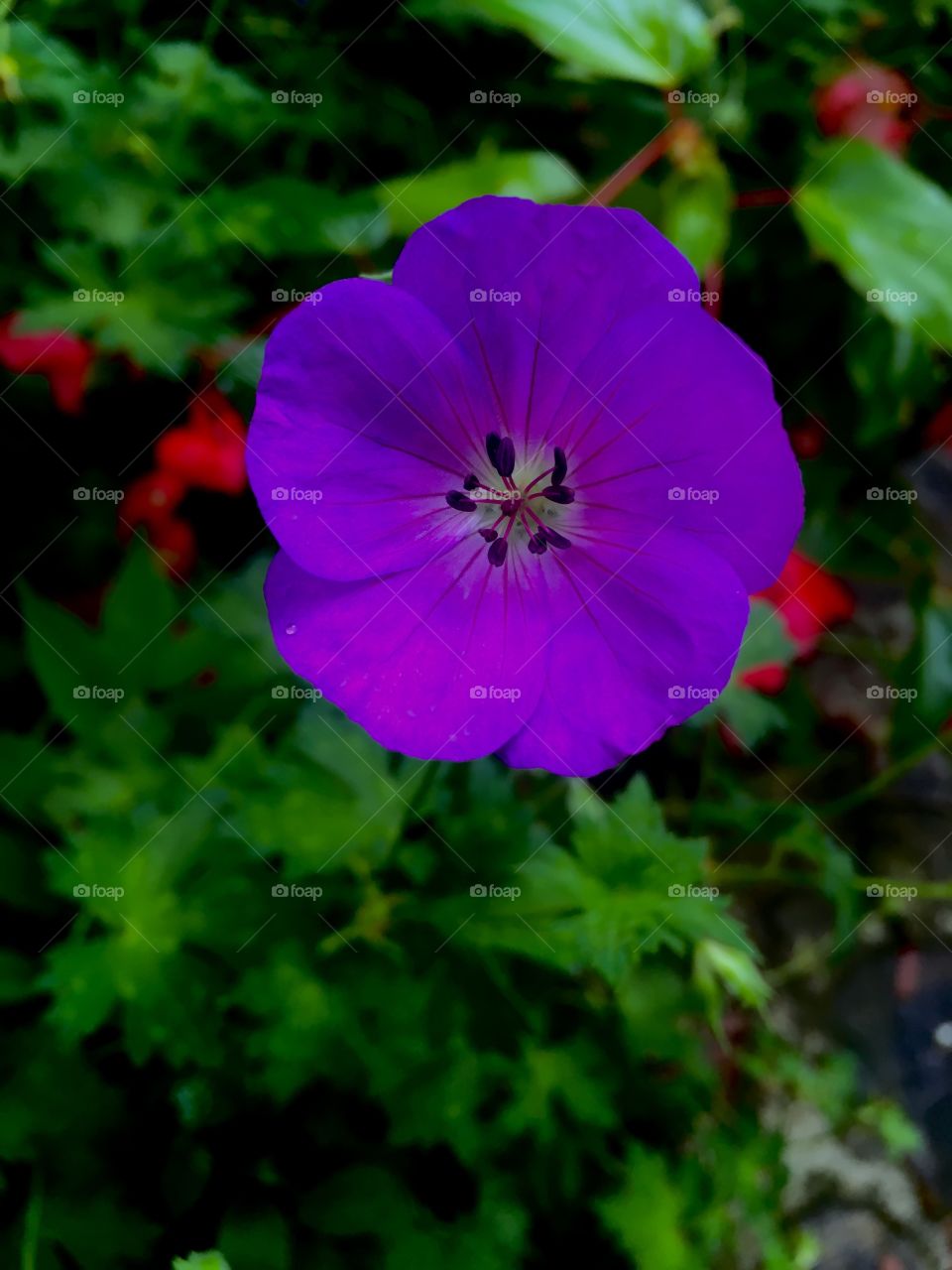 Lone Purple Bloom