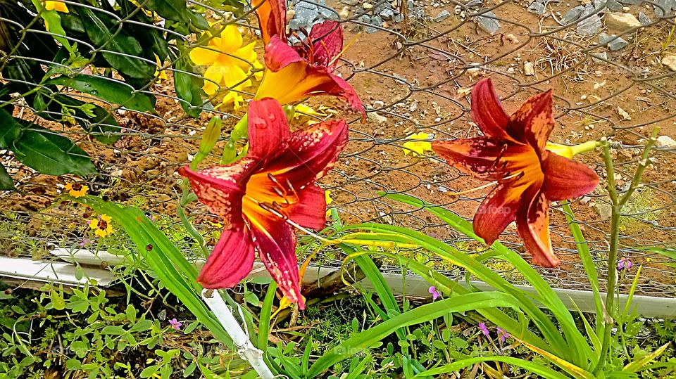JARDIM FLOR VERMELHA