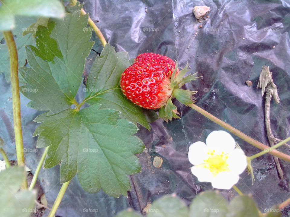 strawberry and flower
