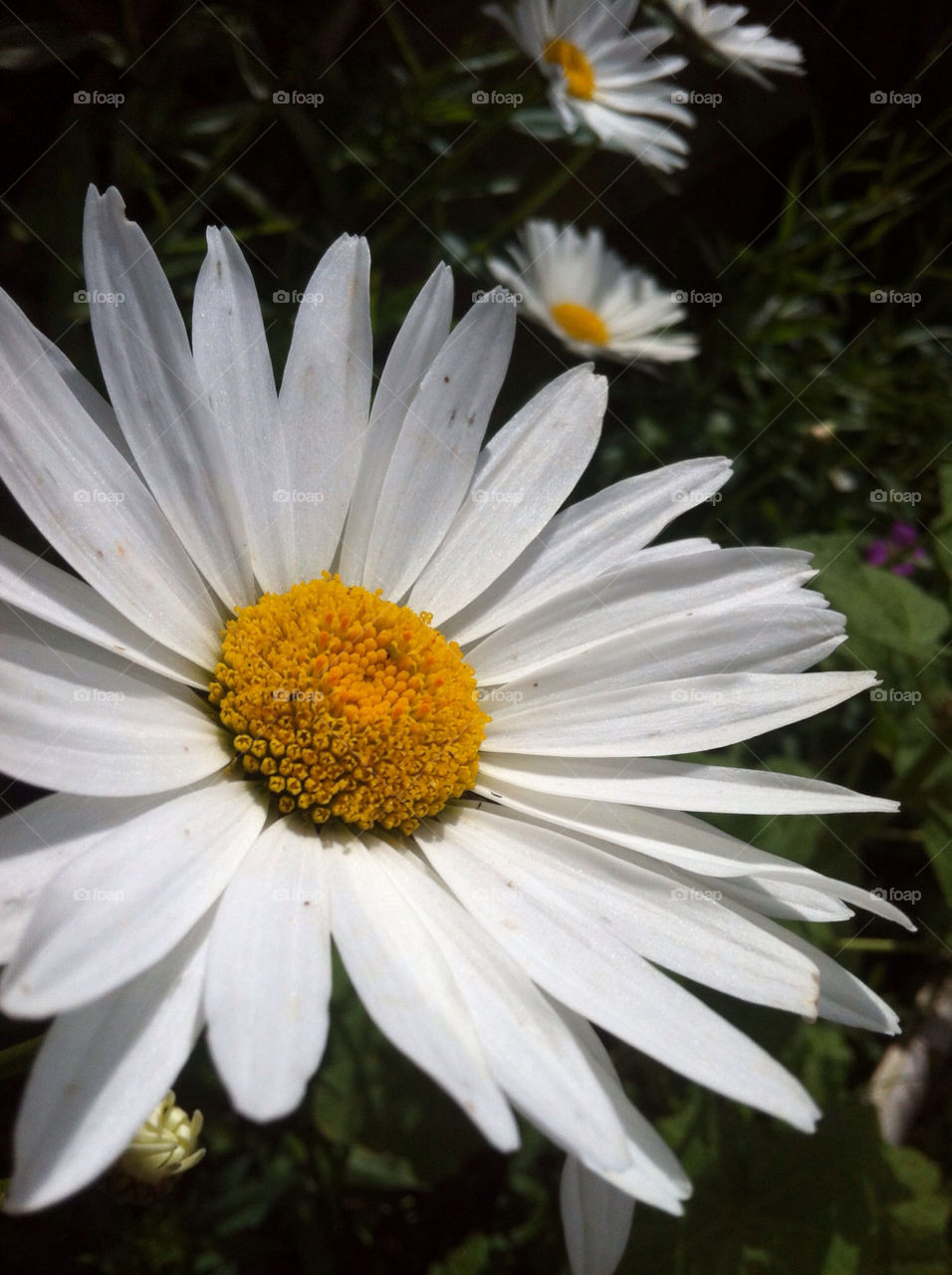 spring nature white united kingdom by derrybirkett