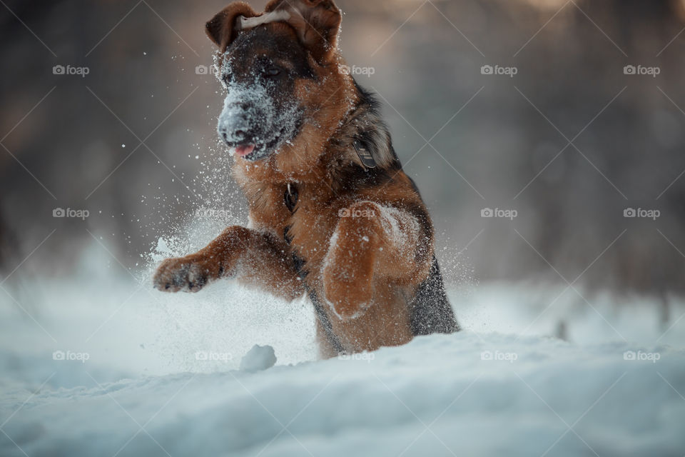 	Red cute german shepherd 5-th months puppy portrait at snow at the winter