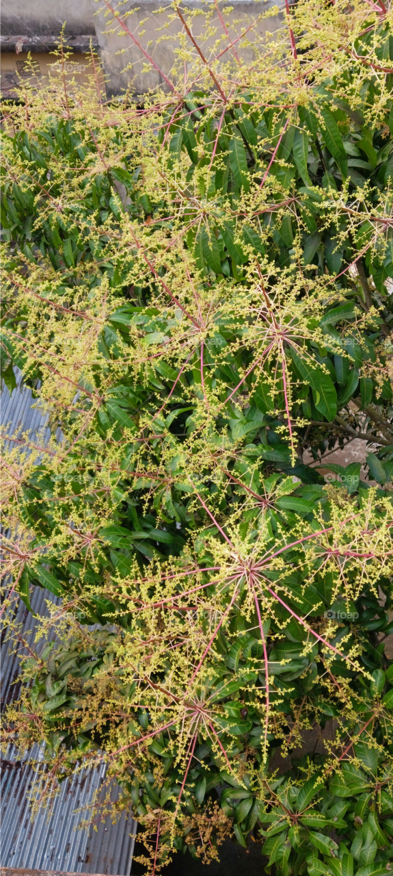 Mango Flower (Amer Mukul)