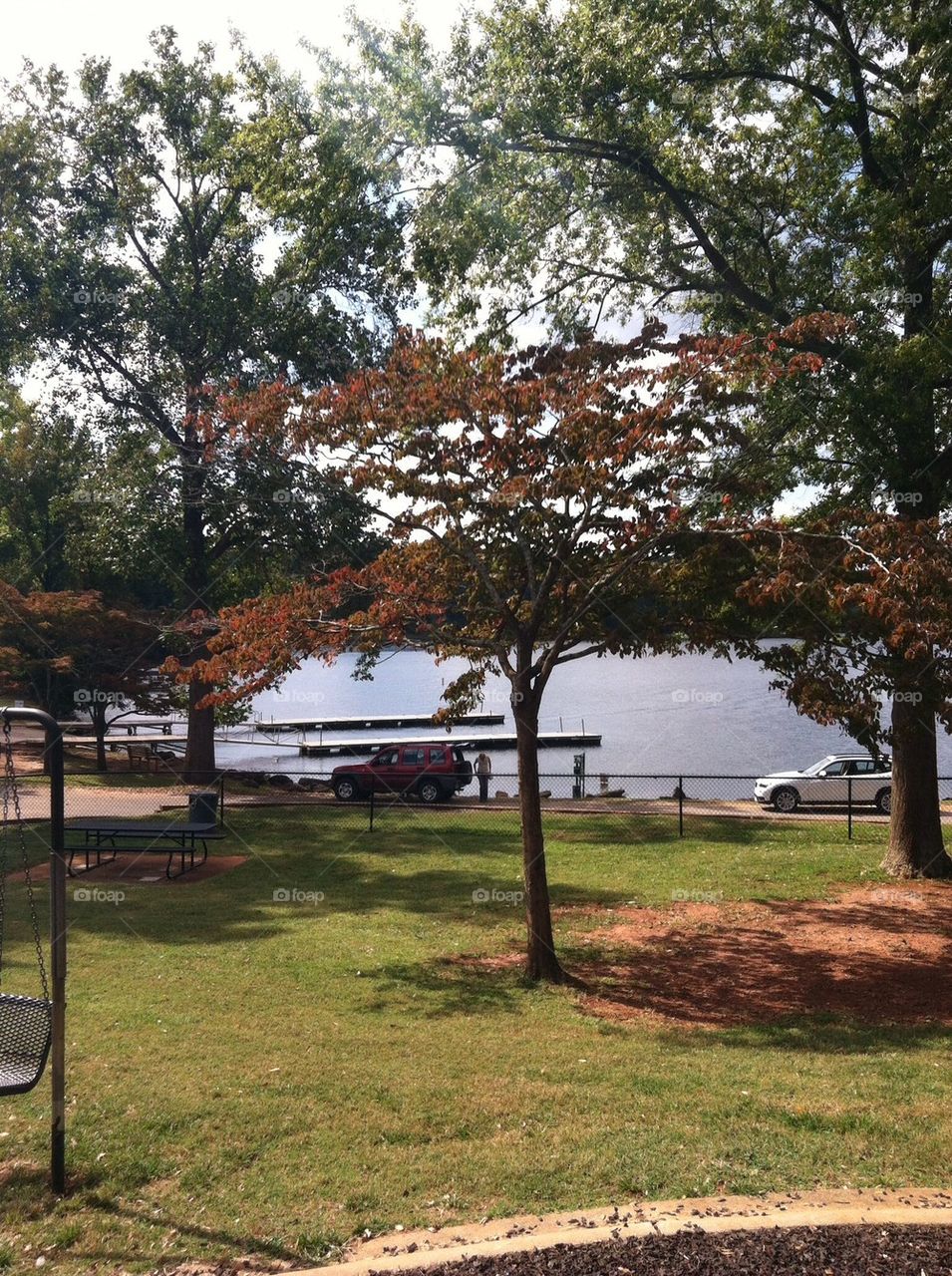 Trees and lake