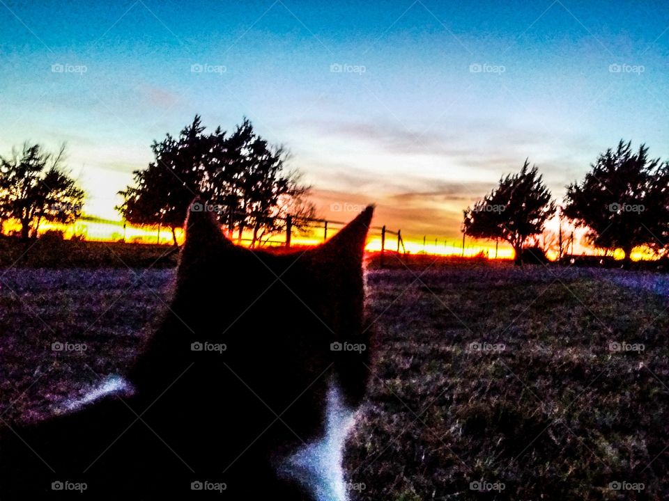 Cat Enjoying the Sunset