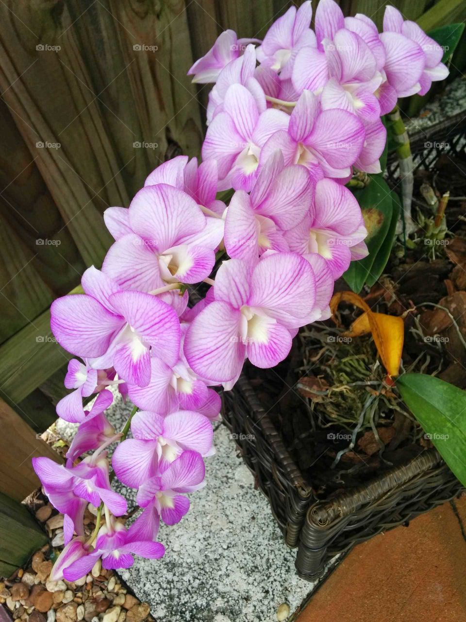 purple orchids
