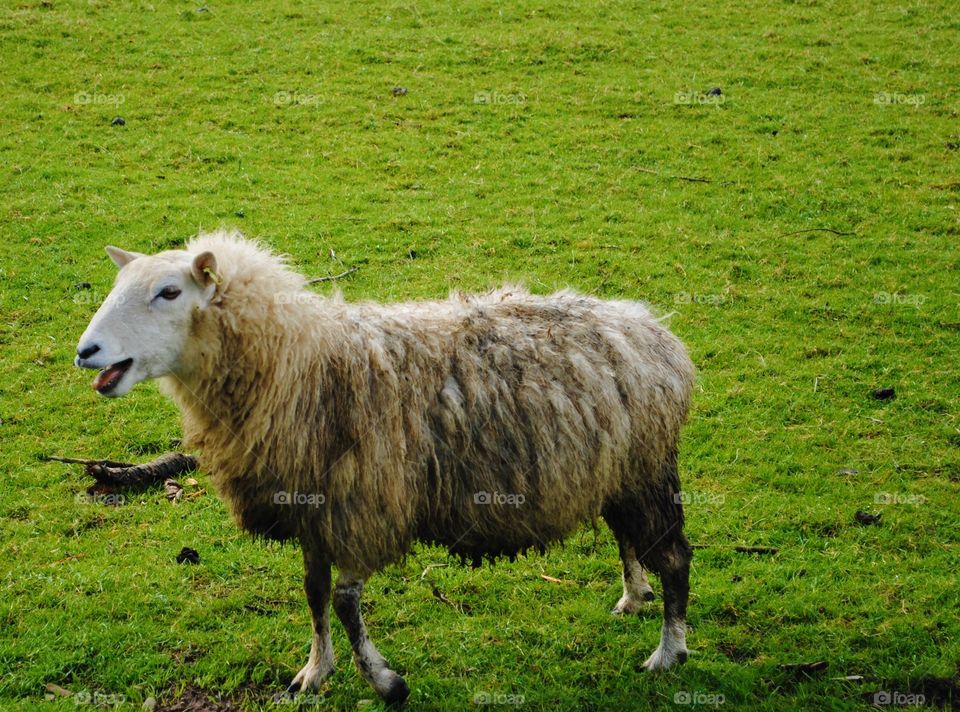 A sheep standing in a field in wales