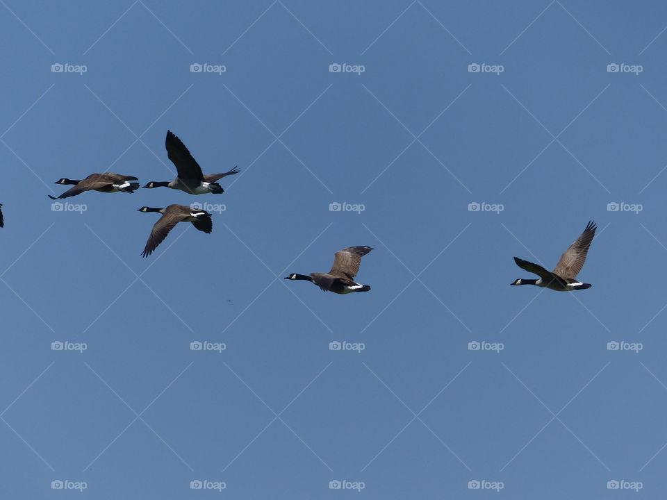 Canada Geese in flight 