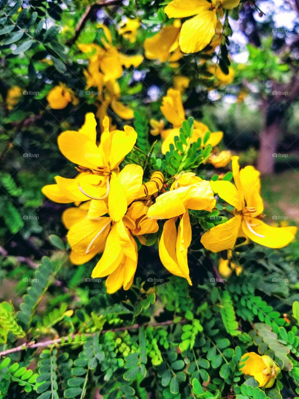 Yellow flowers with caterpillar in them.