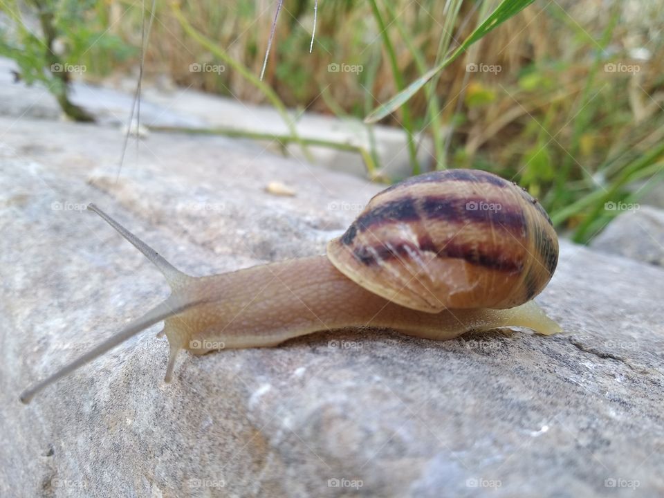 Snail