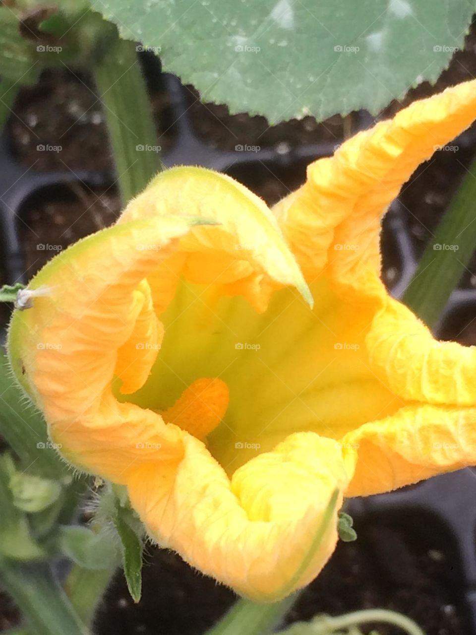 Pumpkin Blossom 