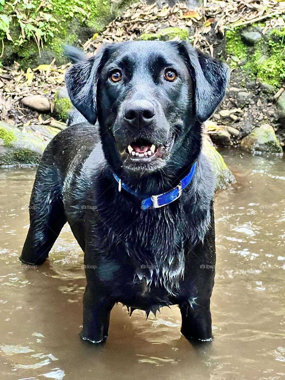 Perro negro feliz en el agua 